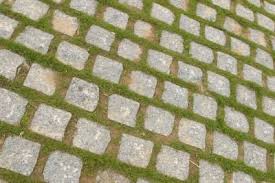 🍀 How To Grow Moss In Patios 🍀 - Youtube