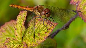 Lens Choice For Nikon D3400 Camerastuff Review