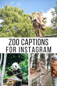 22 Cute Zoo Captions For Instagram Pictures Of Animals Ask For Adventure Instagram Captions Zoo Pictures Animal Instagram