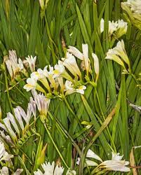 Some are nicely fragrant and strong, such as hyacinth and gardenia. 15 Most Fragrant Outdoor Flowers Best Smelling Plants For Garden
