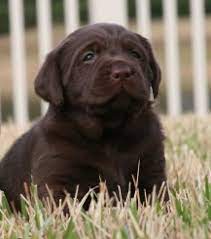 Dogs at noon on instagram: Trupride Labradors Florida Breeder Of Quality Chocolate Labrador Retrievers