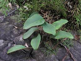 Image result for Pyrrosia rhodesiana