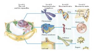 Biochemistry Tests For Food Macromolecules Quizlet Functions Of Biomolecules Science Cells Biochemistry Teaching Biology