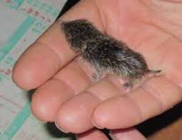 Sauver Recueillir Soigner Ramasser Rongeur Chauve Souris Rat Souris Musaraigne Ecureuil Lapin Lievre