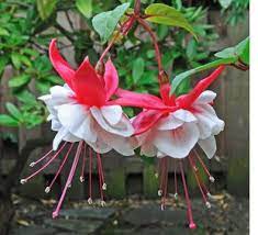 Pin On In The Garden