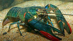 Dalam budidaya lobster air tawar, penanganan dan penetasan telur harus diperhatikan. Pengusaha Lobster Air Tawar Kota Bharu Kelantan Posts Facebook