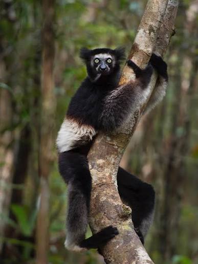 This is the Indri Indri, the largest species of lemur. I spent the day  trekking, hoping to spot one— we encountered nearly a dozen of these  beautiful animals! 🇲🇬 #lemur #madagascar #wildlifephotographer #