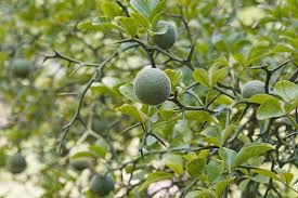 The branches have thorns, and the fruit will be the size you describe. 23 Of The Best Defensive Plants For Home Security Gardener S Path