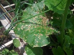 They not only chew on young seedlings, but also spread disease. Black Spots On My Squash Leaves