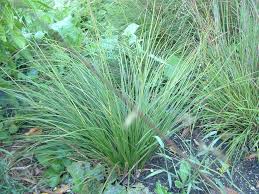 Image result for Sporobolus festivus