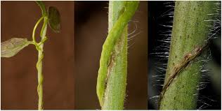 Image result for Cuscuta hyalina