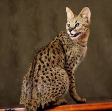 Awesome spots and beautiful marble. 11 Things You Didn T Know About Savannah Cats We Re All About Cats