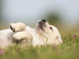 Let Sleeping Dogs Lie Seizures And Dreams American Kennel Club