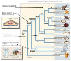Kingdom Animalia Includes Phylums Phylogenetic Tree Evolutionary Biology Science Friday