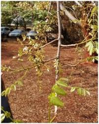 Image result for Xeroderris stuhlmannii