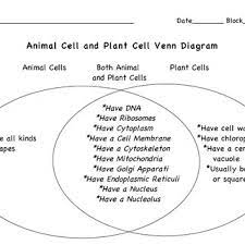 Plant and animal cell venn diagram worksheet. A Animal And Plant Cell Venn Diagram Download Scientific Diagram