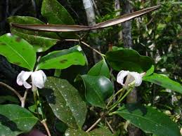 Image result for Mascarenhasia