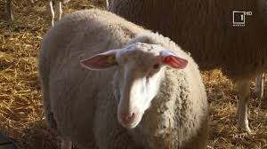 It shares land borders with bulgaria to the south, ukraine to the north, hungary to the west. CrescÄƒtorie De Ovine Rasa OlandezÄƒ Friza Youtube