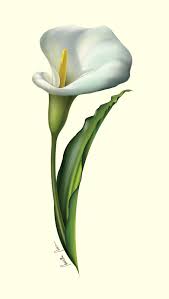 Flower Design Invitation Cards Calla Lily Penelusuran Google Calla Lily Tattoos Calla Lily Lily Painting