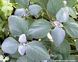 Image result for Plectranthus guruensis