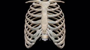 Rib cage anatomy, labeled vector illustration diagram. 3d Skeletal System 7 Interesting Facts About The Thoracic Cage