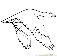 Also some a realistic coloring page for older kids learning about canada geese. Snow Goose Coloring Page For Kids Free Goose Printable Coloring Pages Online For Kids Coloringpages101 Com Coloring Pages For Kids