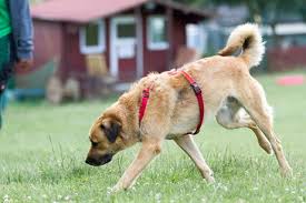 Самые новые твиты от tierheim siegen (@tsiegen): Stadt Siegen Wirsiegen Das Siegerland Portal