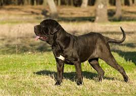9 Of The Worlds Largest Dog Breeds Mnn Mother Nature