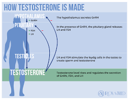 An Intro To Testosterone And Trt