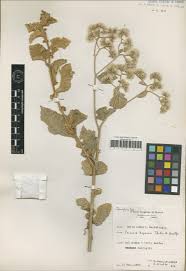 Image result for Blepharis stuhlmannii