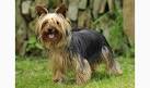 Yorkie Puppies for Sale from Top Yorkshire Terrier Breeders