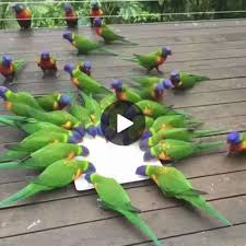 收藏到 Exotic Birds