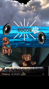 Cocoa The Tour Dog Fan Club