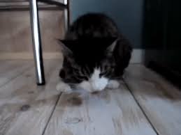I am at my wits end. Cat Cat Hairball Gif