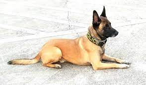 K9 (Canine) Division | UTMB Police | UTMB Home