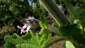 Image result for Mesosphaerum suaveolens