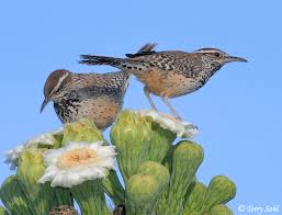 A blank note card that features a cactus wren keeping watch while perched on a flowering saguaro cactus illustrated with ink and watercolor. Cactus Wren Photo Photograph Picture