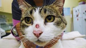 The cat is usually very itchy and may cause damage to itself by scratching and hair pulling. The Crusted Cat Scraping Away The Confusion Dvm 360