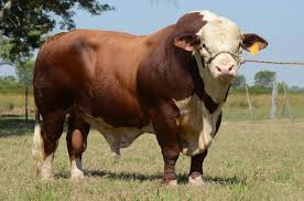 Pin By Jacqueline Marchant On Animals And Insects Hereford Cattle Hereford Cows Animals