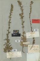 Image result for Cyphia