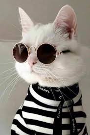 Que Lindo Cats Fun Cats Fun Lindo 2020 Hayvan Mizahi Kedi Komik Hayvan Fotograflari