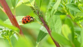 Image result for puklice na orchideích obrázek