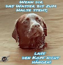 In Diesem Sinne Kopf Hoch Hunde Spruche Bilder Videos Facebook