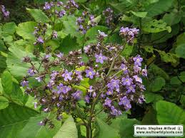 Image result for Wigandia urens