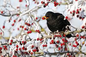 Bildergebnis für vögel im winter