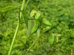 Image result for Oxalis barrelieri