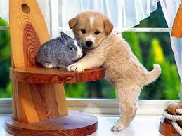 Doggy Wallpapers Dogs 1153143 1024 768 Jpg 1024 768 Baby Animals Pictures Cute Animals Cute Animal Pictures