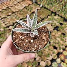 Image result for Ledebouria Unidentified sp. no4.
