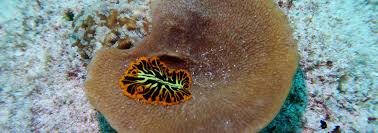 Image result for Helixanthera schizocalyx