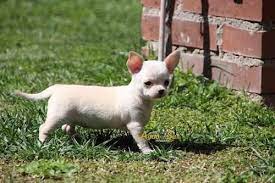 Chihuahua Crema Agata 8 Chihuahua Chihuahua Love Dog Photos